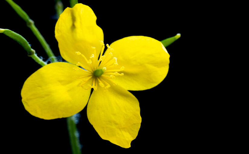 Yellow weed from my garden