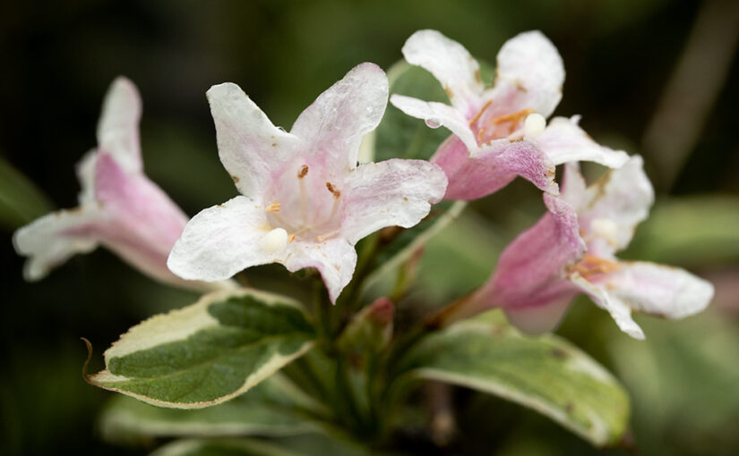 Apr 28 – After the rain