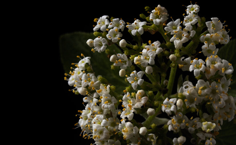 Apr 29 – Bunch