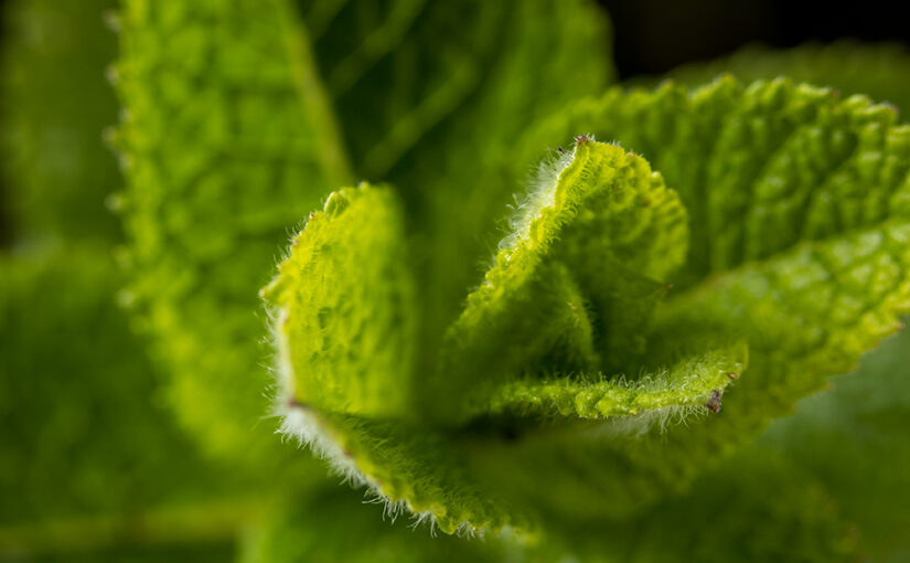 Apr 30 – Mint