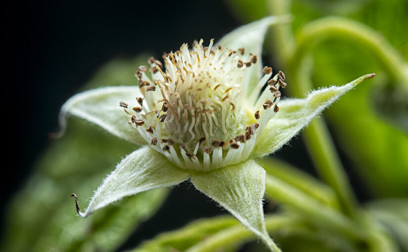 May 02 – Raspberry