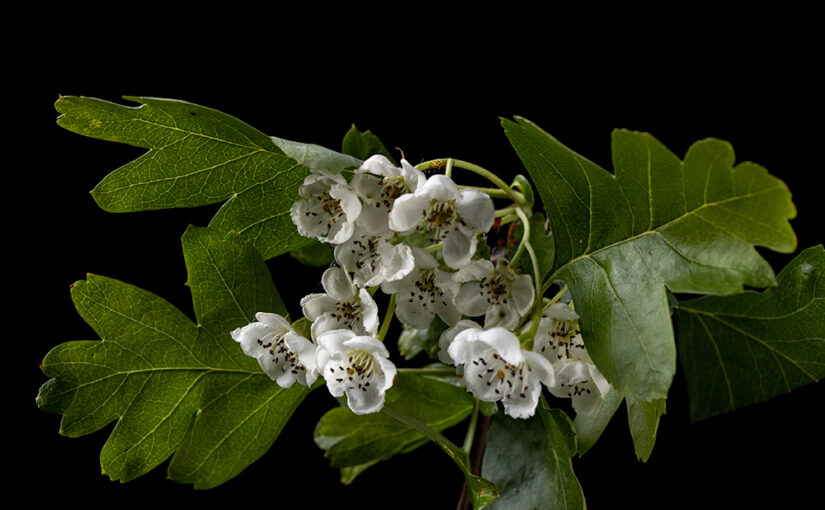 May 07 – Thorn flowers
