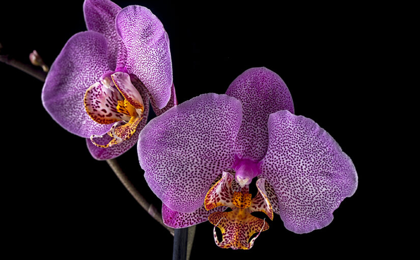 May 11 – Purple