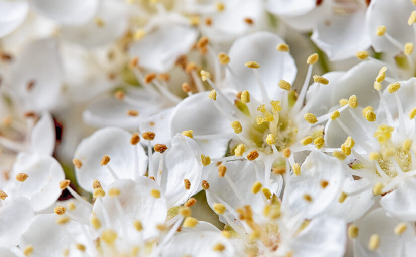 May 30 – Firethorn