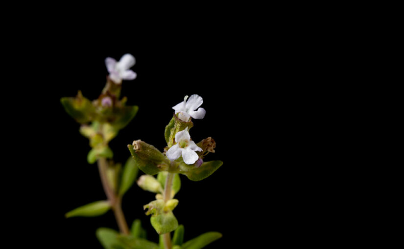 Jun 06 – Blooming thyme