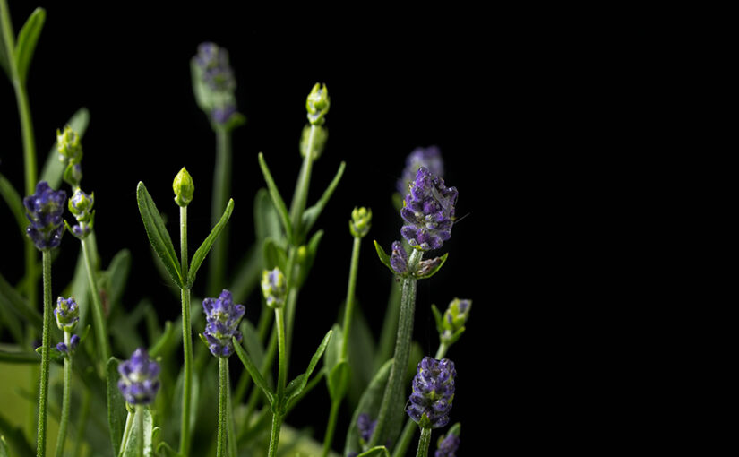 Jun 27 – Lavender