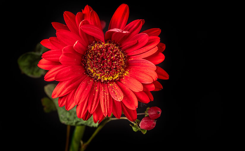 The flowers in the house almost exploded due to the hot weather lately. This is one of the last remains.