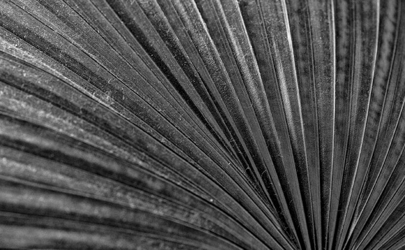A dusty old plant in B&W