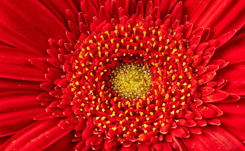 Jul 24 – Red
