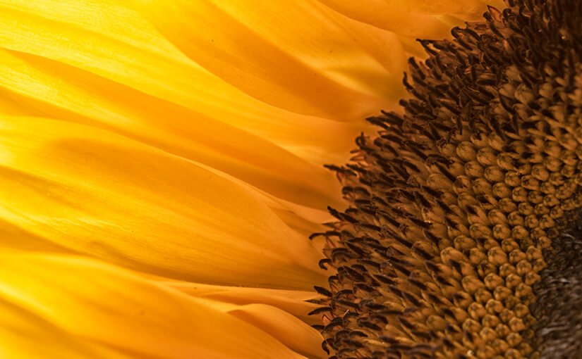 Rain and thunder outside, sunflowers inside