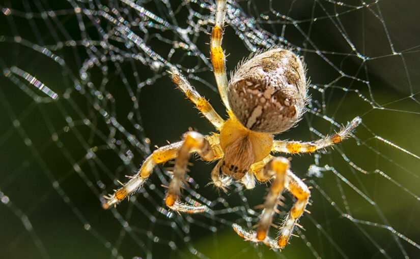Aug 07 – Spider
