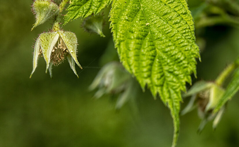 Aug 11 – Raspberry