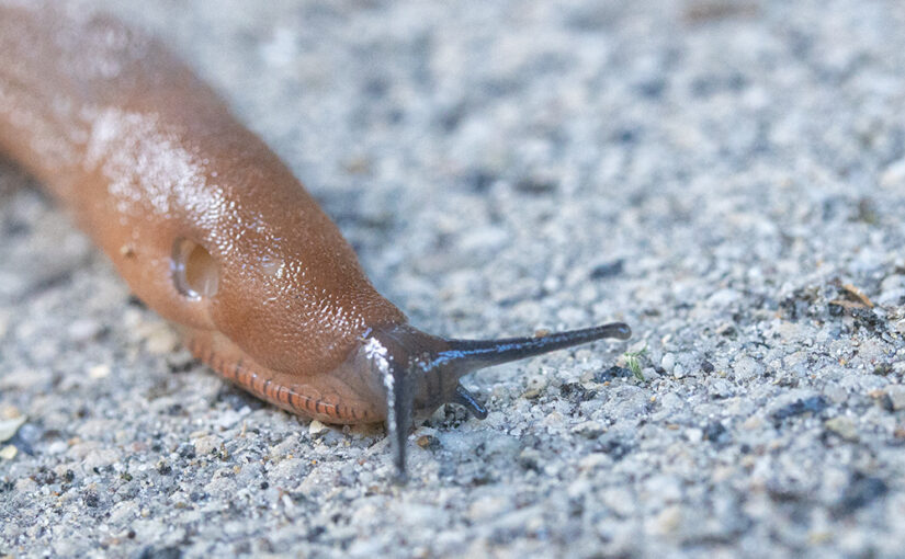 A slug in my garden