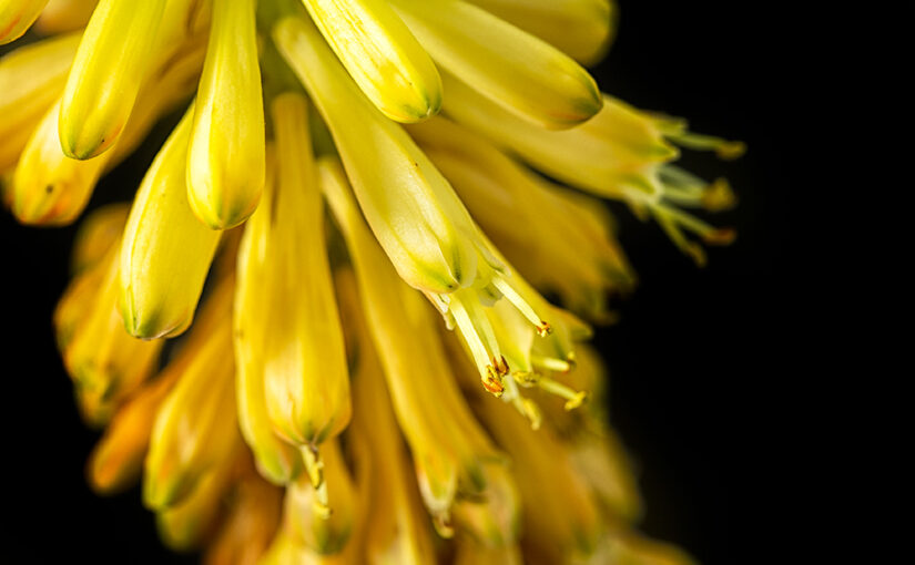 Sep 01 – Yellow