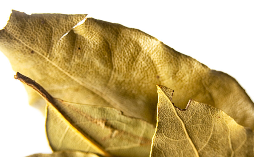 Oct 15 – Dried