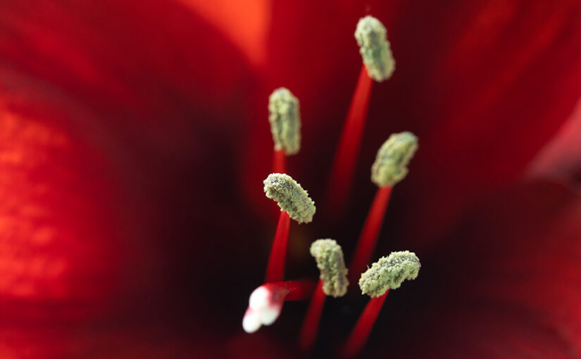 Nov 05 – Red