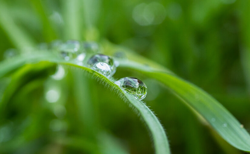 Raindrops on the grass after the rain