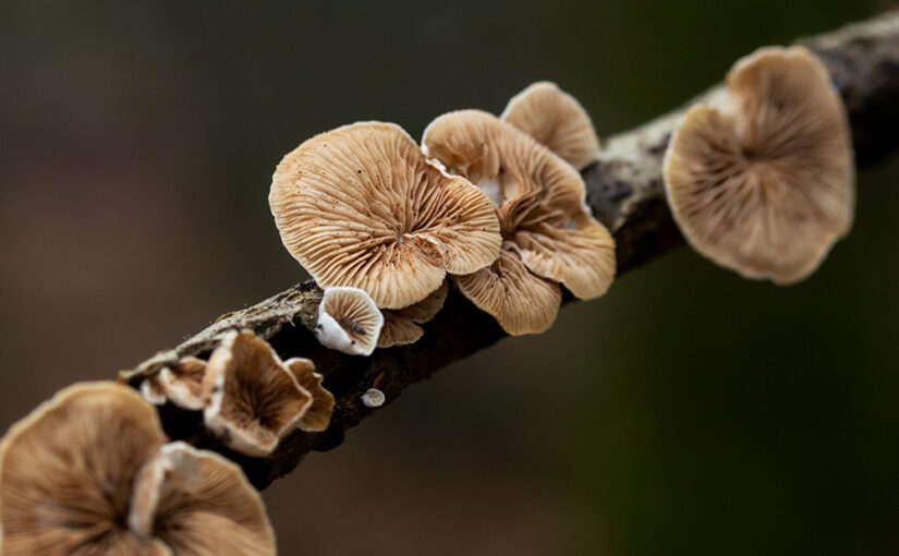 Nov 26 – Forest view