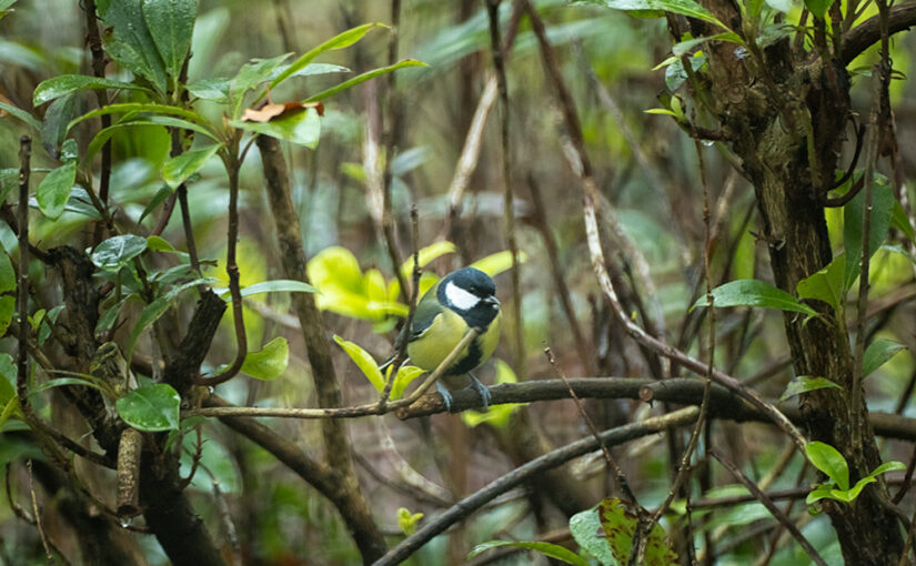 A great tit in the backyard.