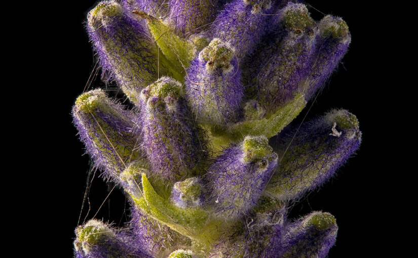 Dec 12 – Lavender