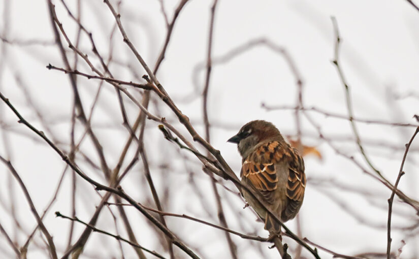 Dec 15 – Sparrow