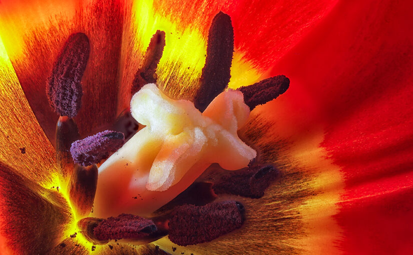 Jan 03 – Tulip