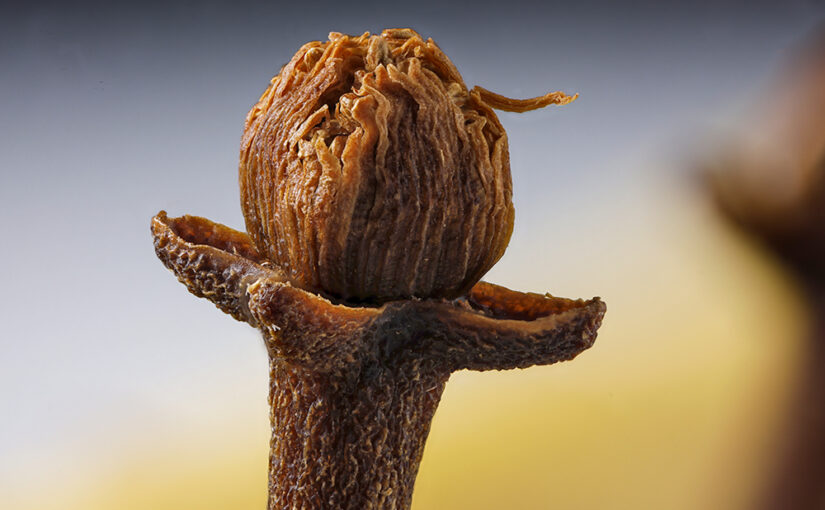 Jan 05 – Clove