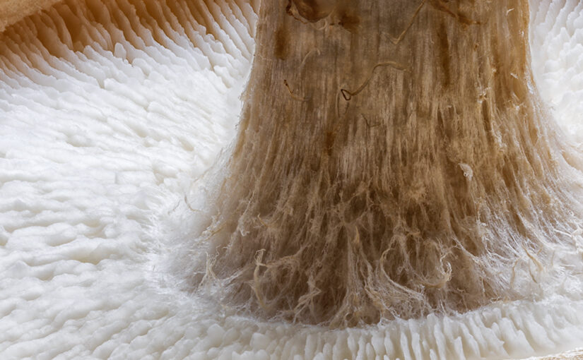 Jan 07 – Fungus
