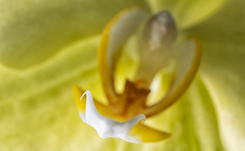 Jan 10 – Yellow