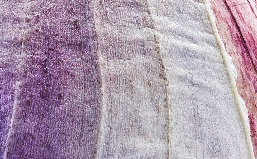 Jan 11 – Purple