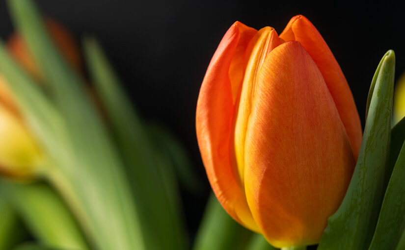 Jan 12 – Orange