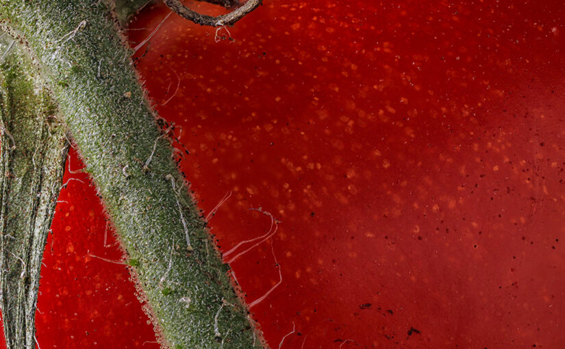 Detail of a tomato