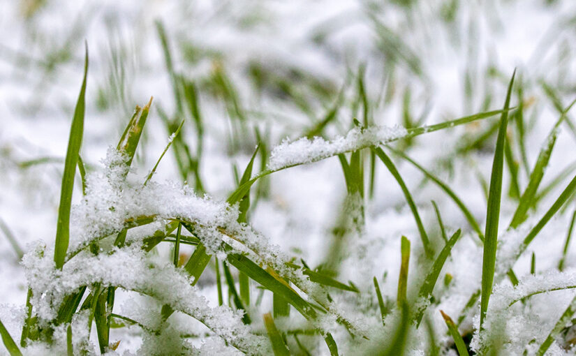 Jan 16 – Grass and snow