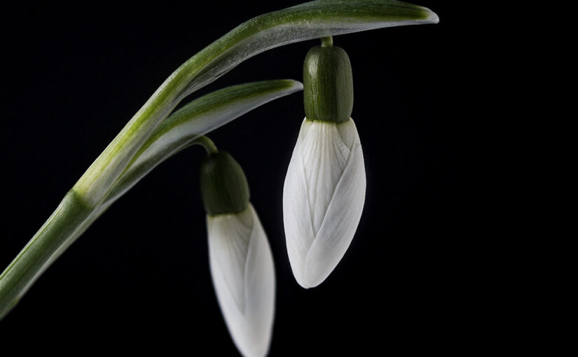 Jan 22 – Snowdrops