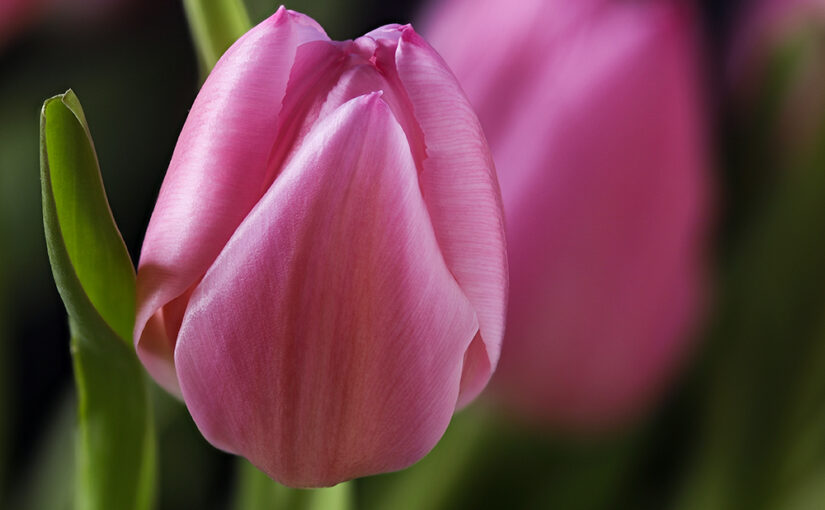 Jan 24 – Tulip