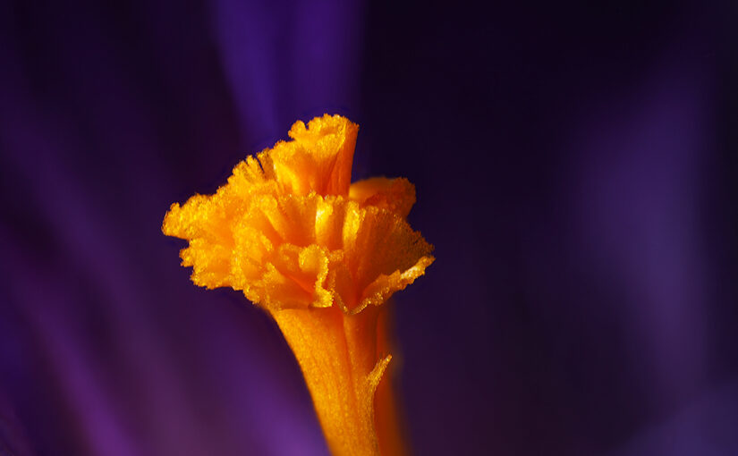 Feb 05 – Crocus