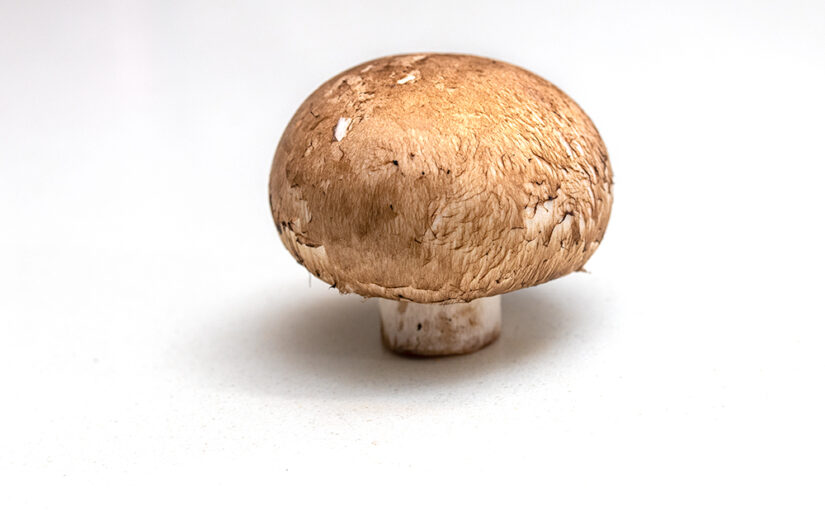 One mushroom on my kitchen