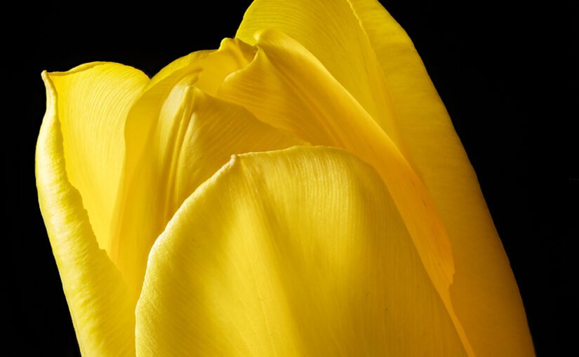 Feb 27 – Yellow