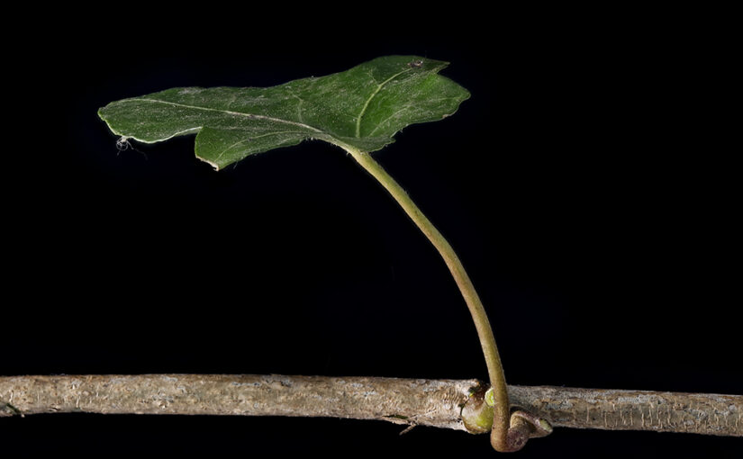 Feb 28 – Ivy