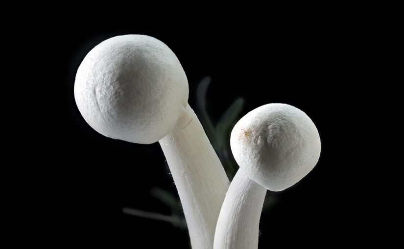 Mar 09 – Mushrooms