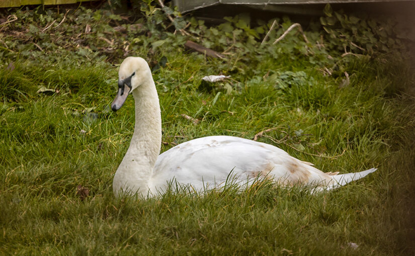 Mar 21 – Grass swimmer