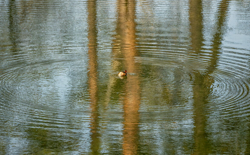 Mar 31 – Circles