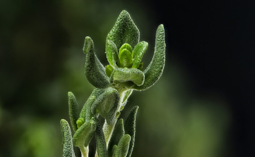 Apr 08 – Thyme