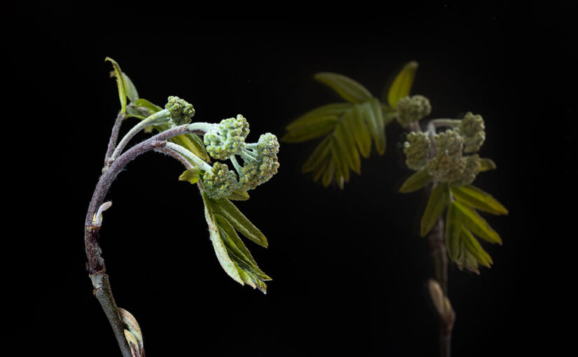 Apr 12 – Twig