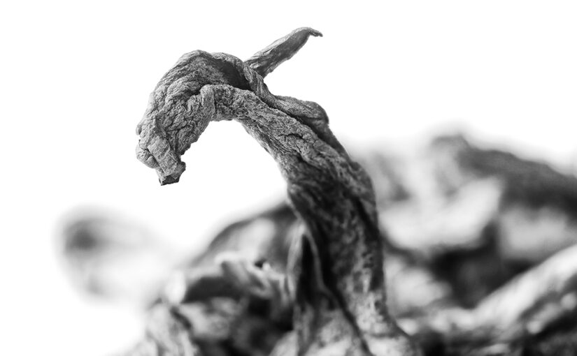 Apr 23 – Dragon