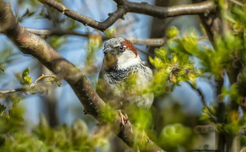 May 02 – Sparrow