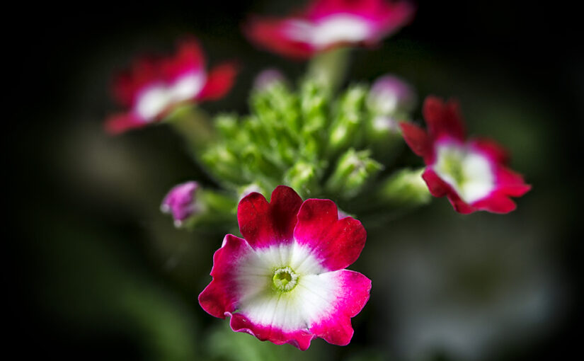 May 07 – Flower