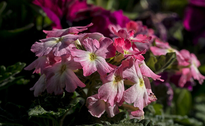 May 16 – Blooming