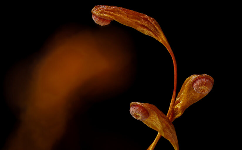 May 21 – Blooming