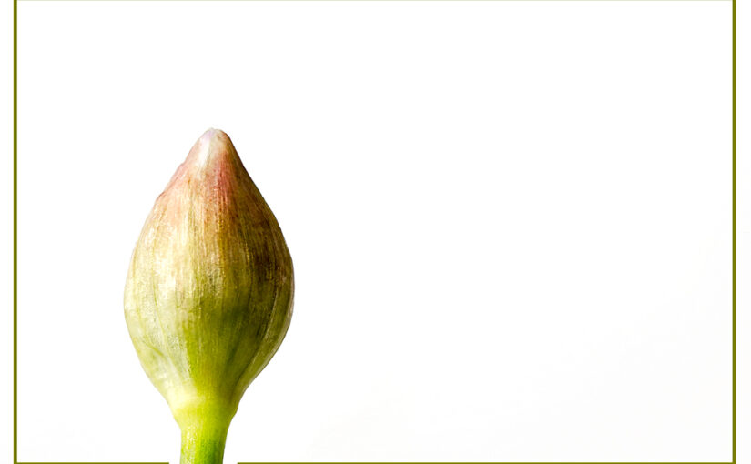 May 22 – Bud
